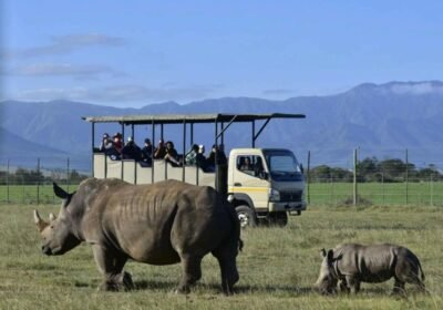 Botlierskop 4×4 Safari