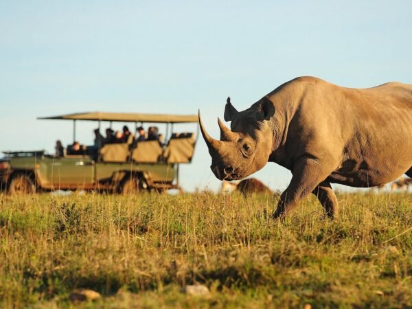 Wildlife + Safari