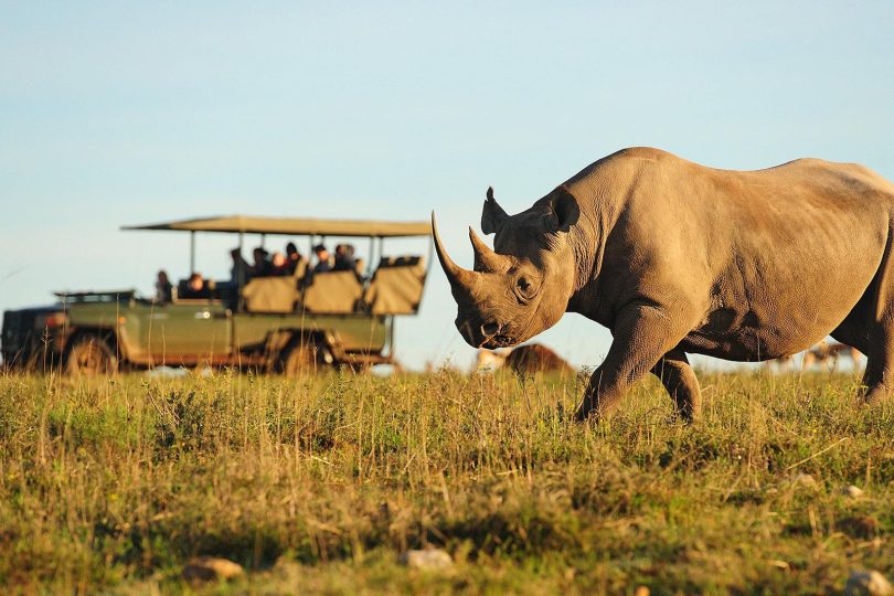 Wildlife + Safari