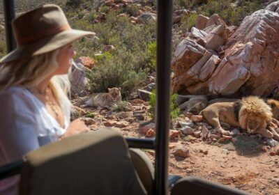 Wine + Wildlife Cape Safari