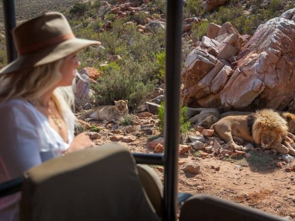 Wine + Wildlife Cape Safari