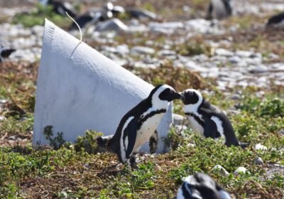 Penguin & Sea Bird Sanctuaries